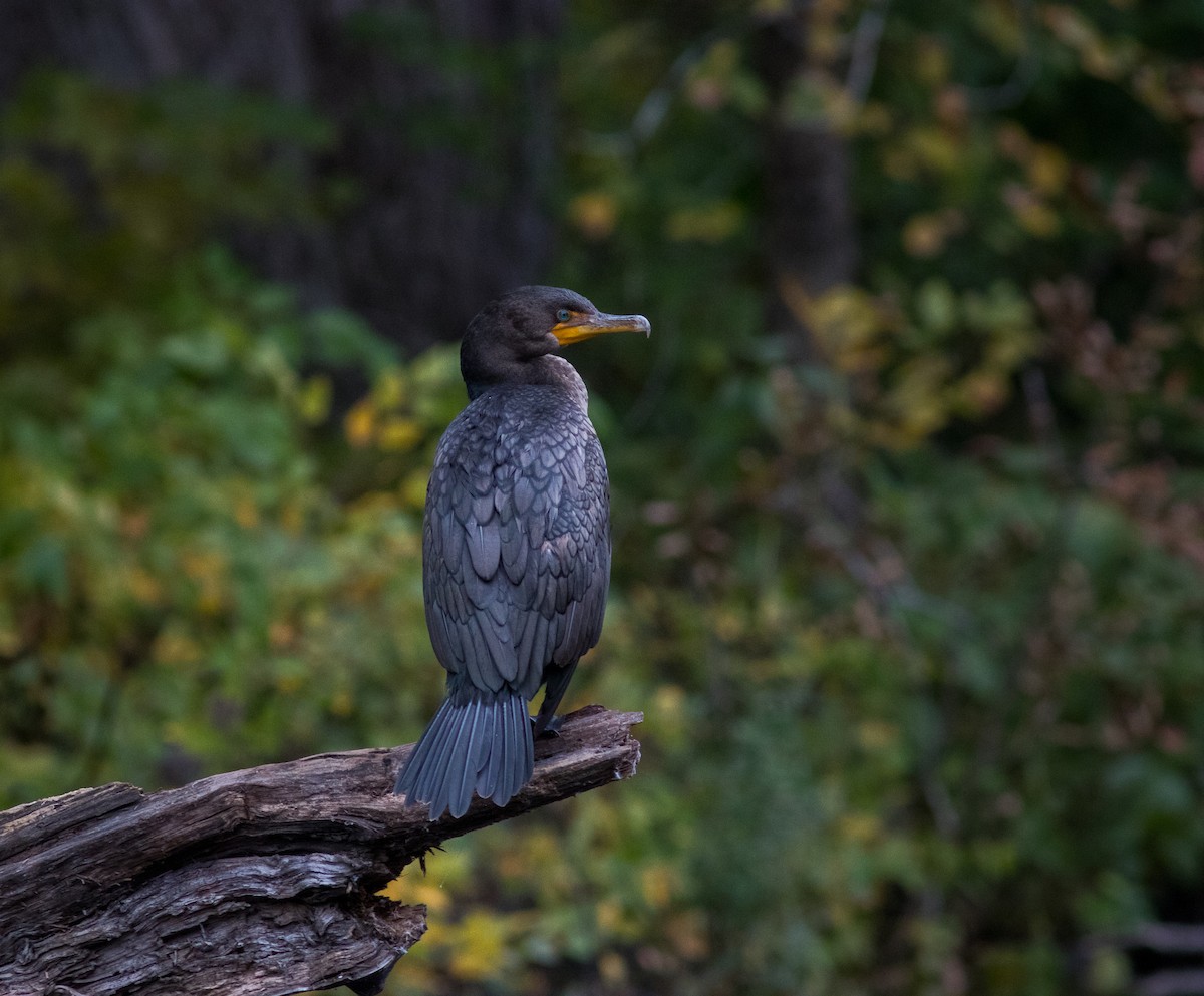 Double-crested Cormorant - Casey Lowder