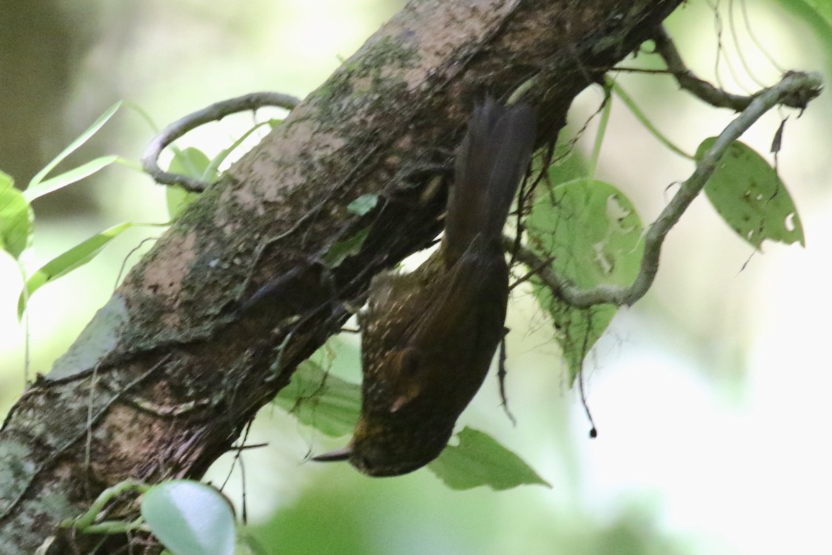 Spotted Woodcreeper - ML136855401