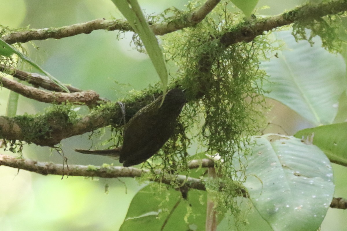 Spotted Woodcreeper - ML136855431