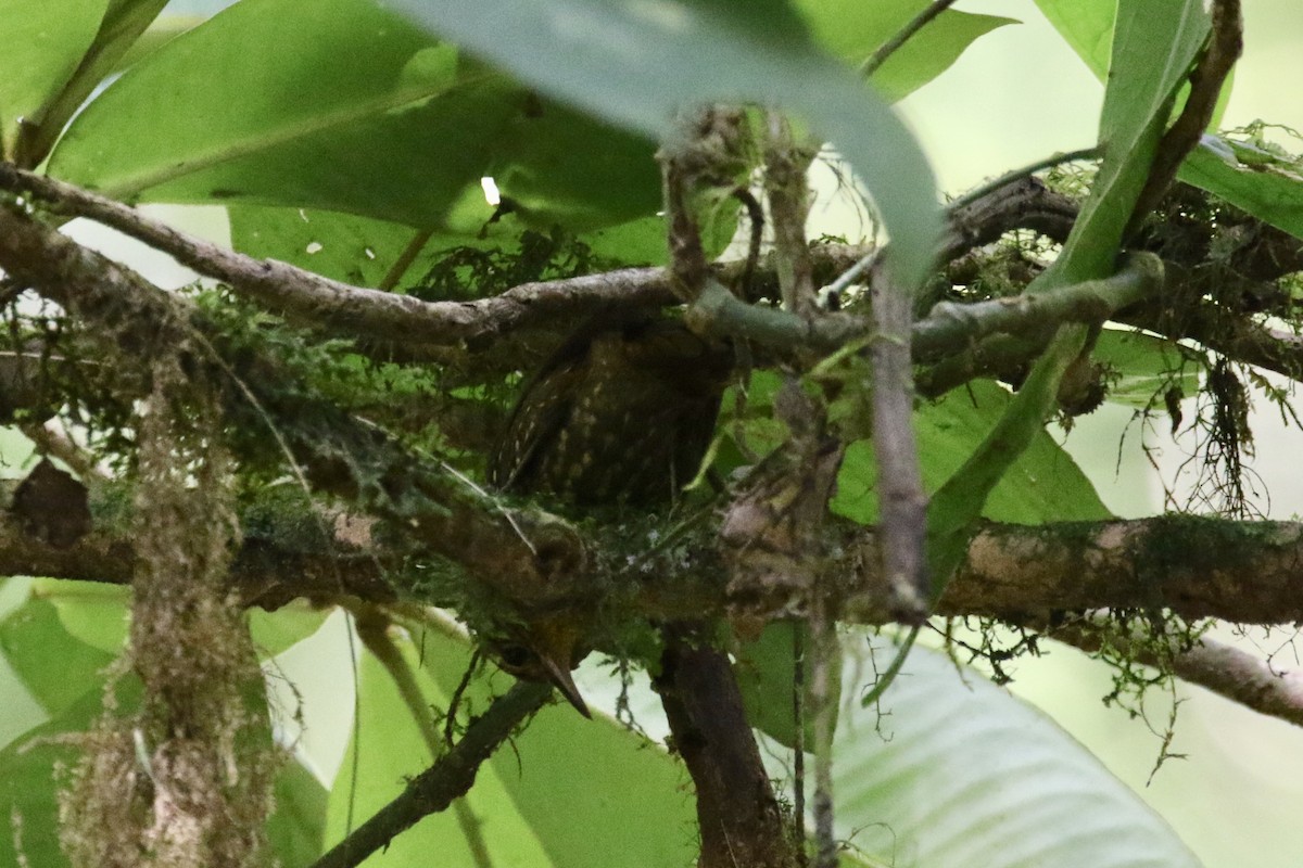 Spotted Woodcreeper - ML136855471