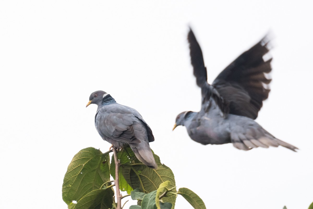 Band-tailed Pigeon - ML136858511