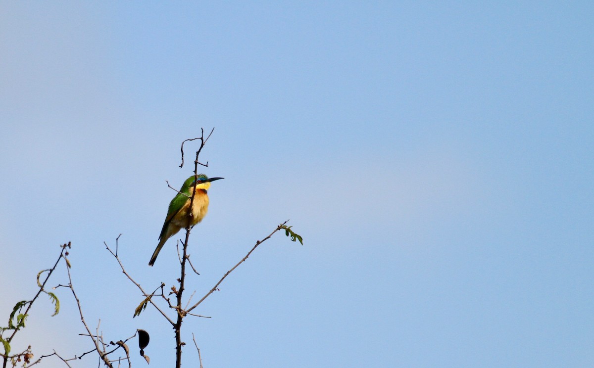 Little Bee-eater - ML136866251