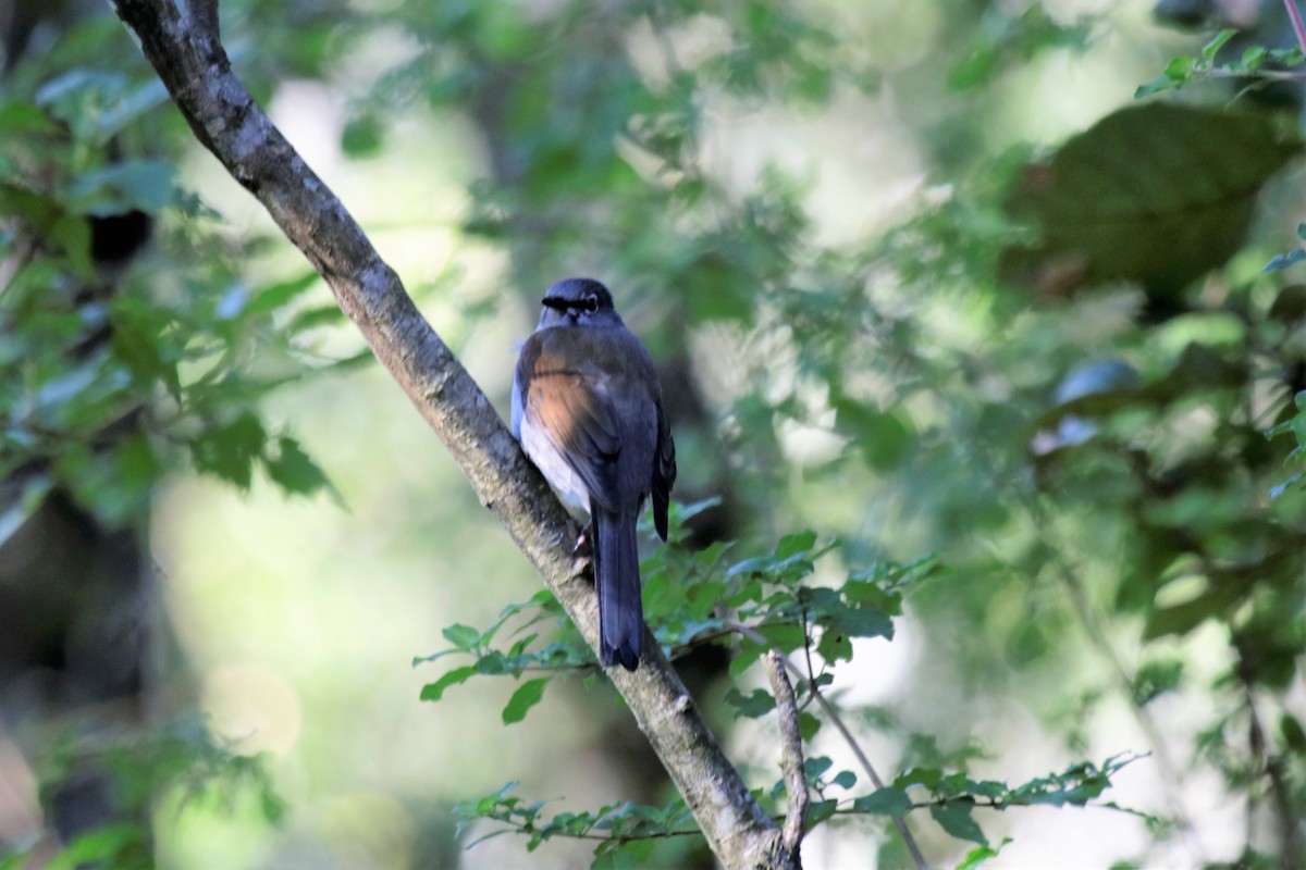 Brown-backed Solitaire - ML136867061