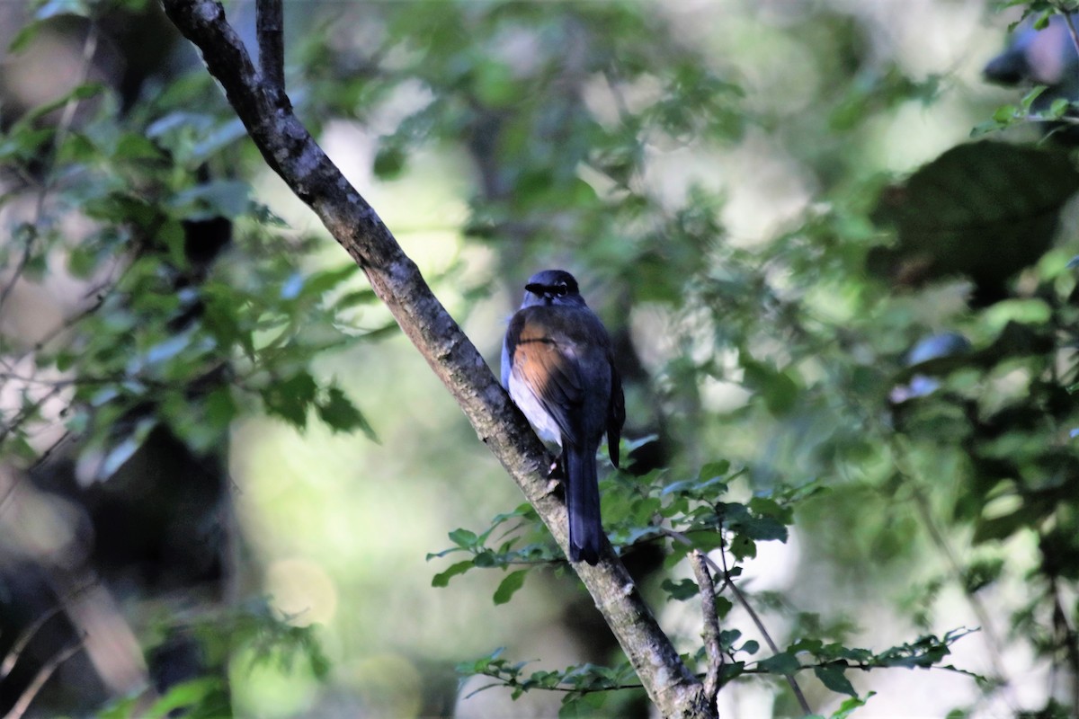 Brown-backed Solitaire - Doug Kibbe