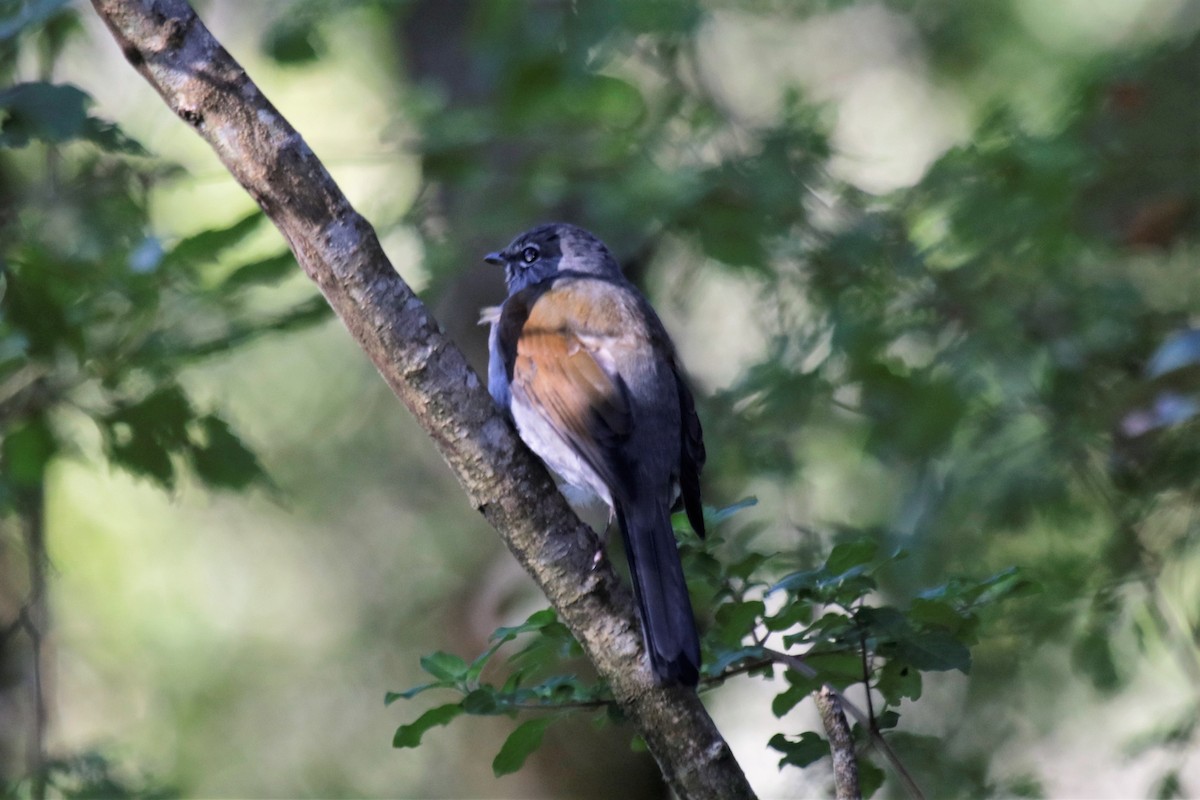 Brown-backed Solitaire - ML136867291