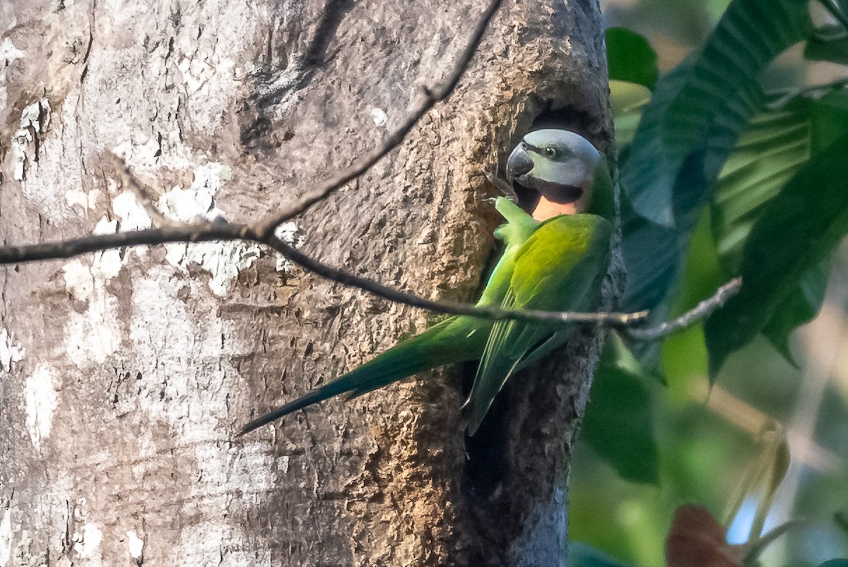 Red-breasted Parakeet - Balaji P B