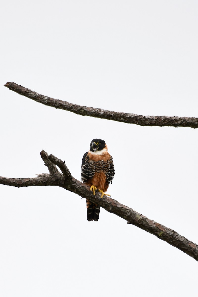 Orange-breasted Falcon - Christian  Nunes