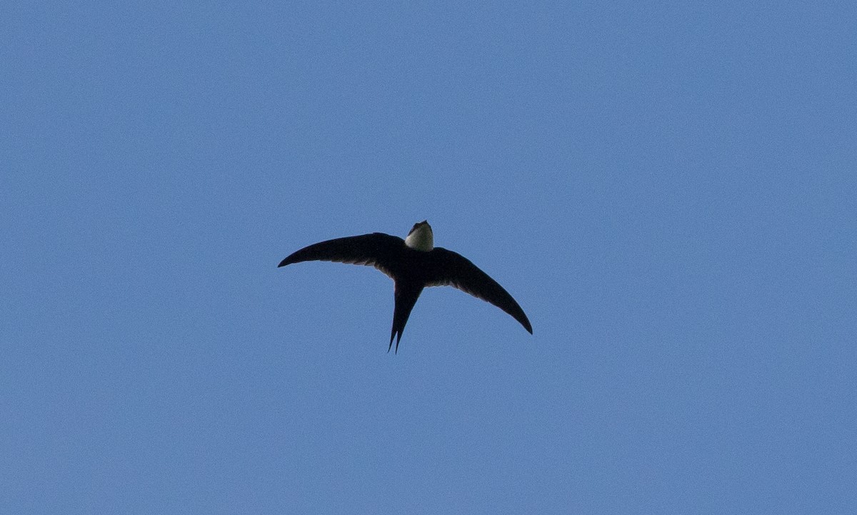 Lesser Swallow-tailed Swift - Doug Gochfeld