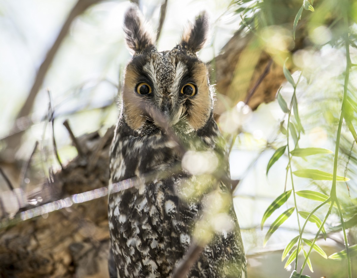 Long-eared Owl - OA Danielson