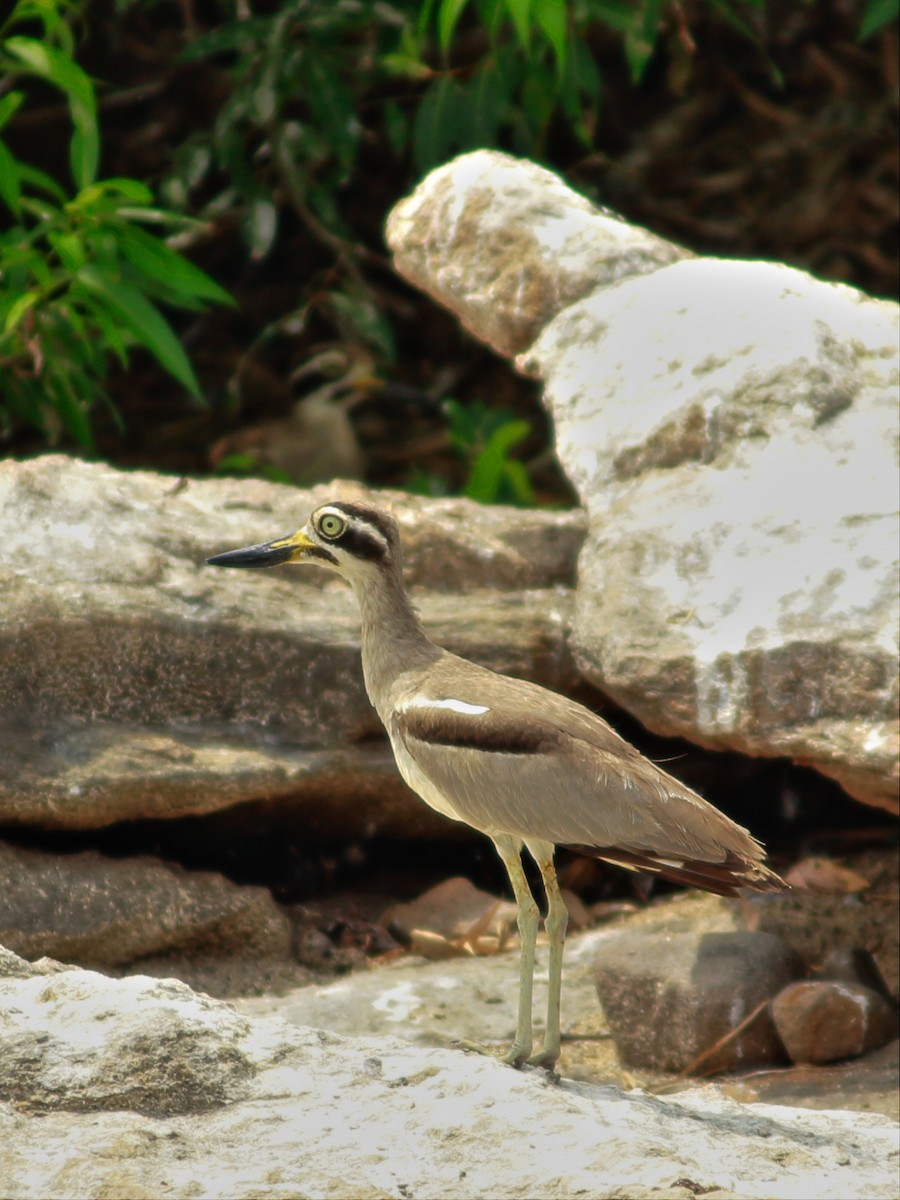 Great Thick-knee - ML136872251