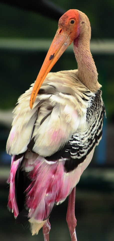 Painted Stork - Venugopal V