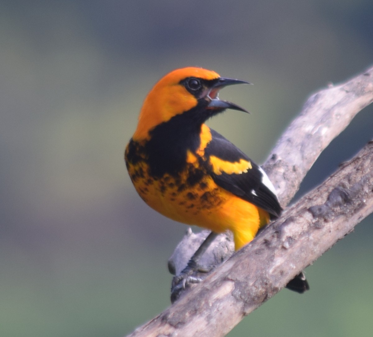 Spot-breasted Oriole - ML136872541