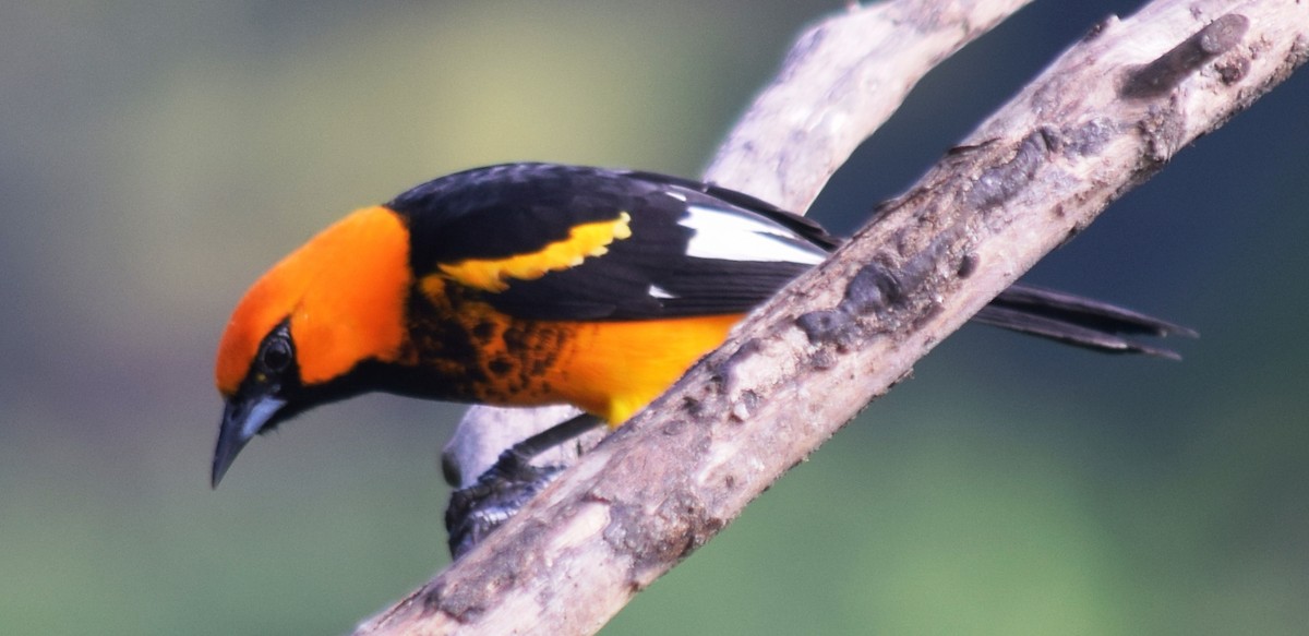 Spot-breasted Oriole - ML136872551