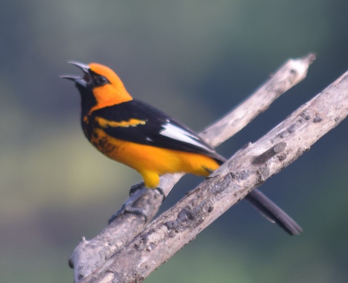 Spot-breasted Oriole - ML136872561