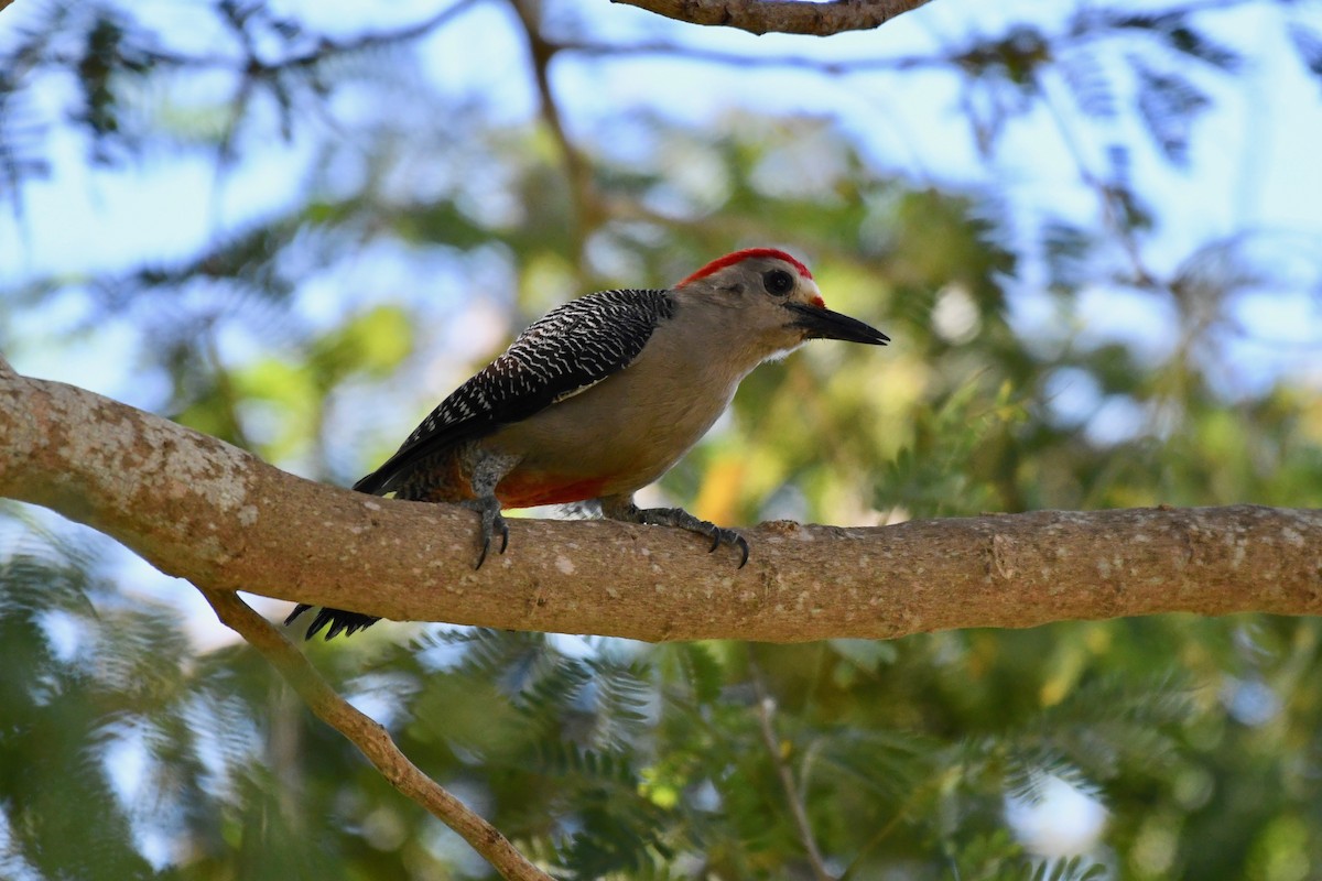 Golden-fronted Woodpecker (Velasquez's) - ML136872761