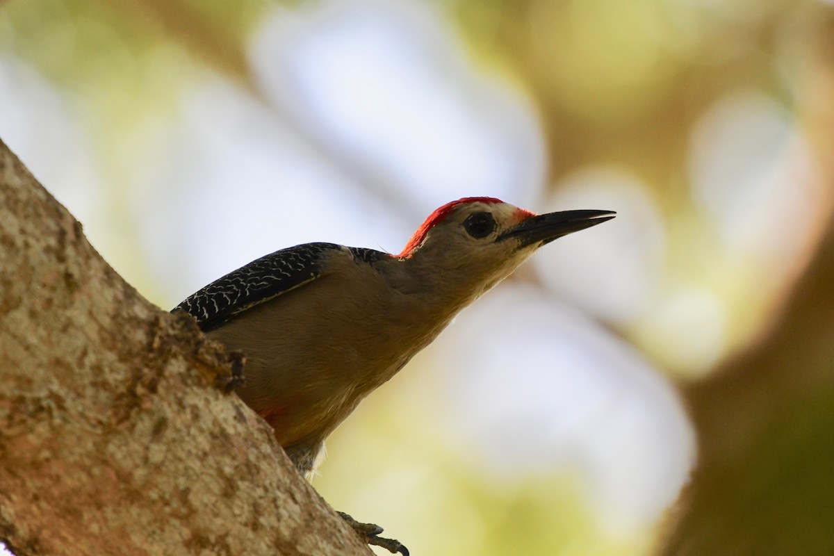 Golden-fronted Woodpecker (Velasquez's) - Christian  Nunes