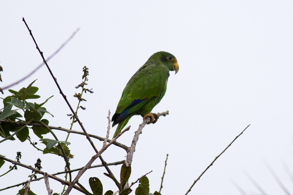 Yellow-lored Parrot - Francis Canto Jr