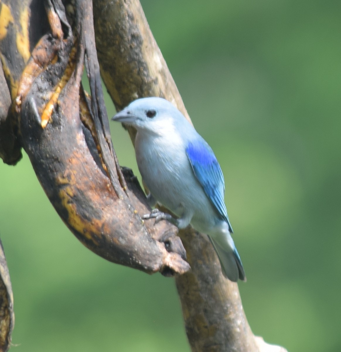 Blue-gray Tanager - ML136873861