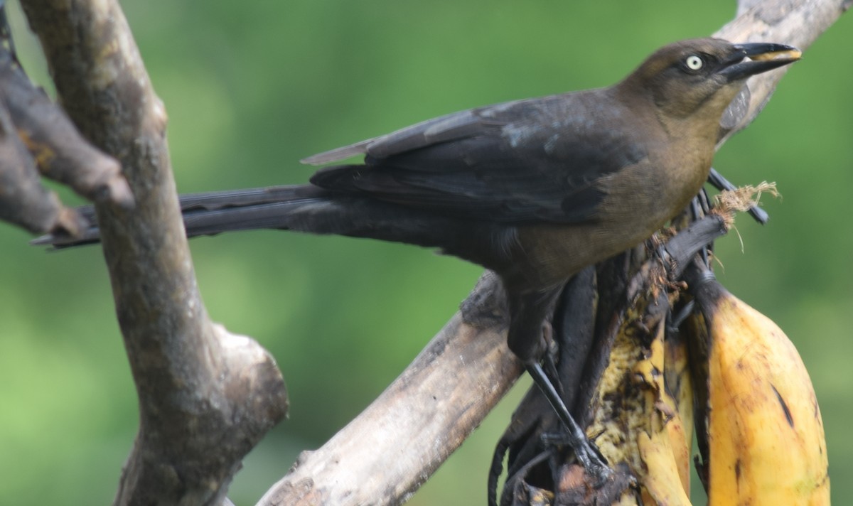 Great-tailed Grackle - ML136874121