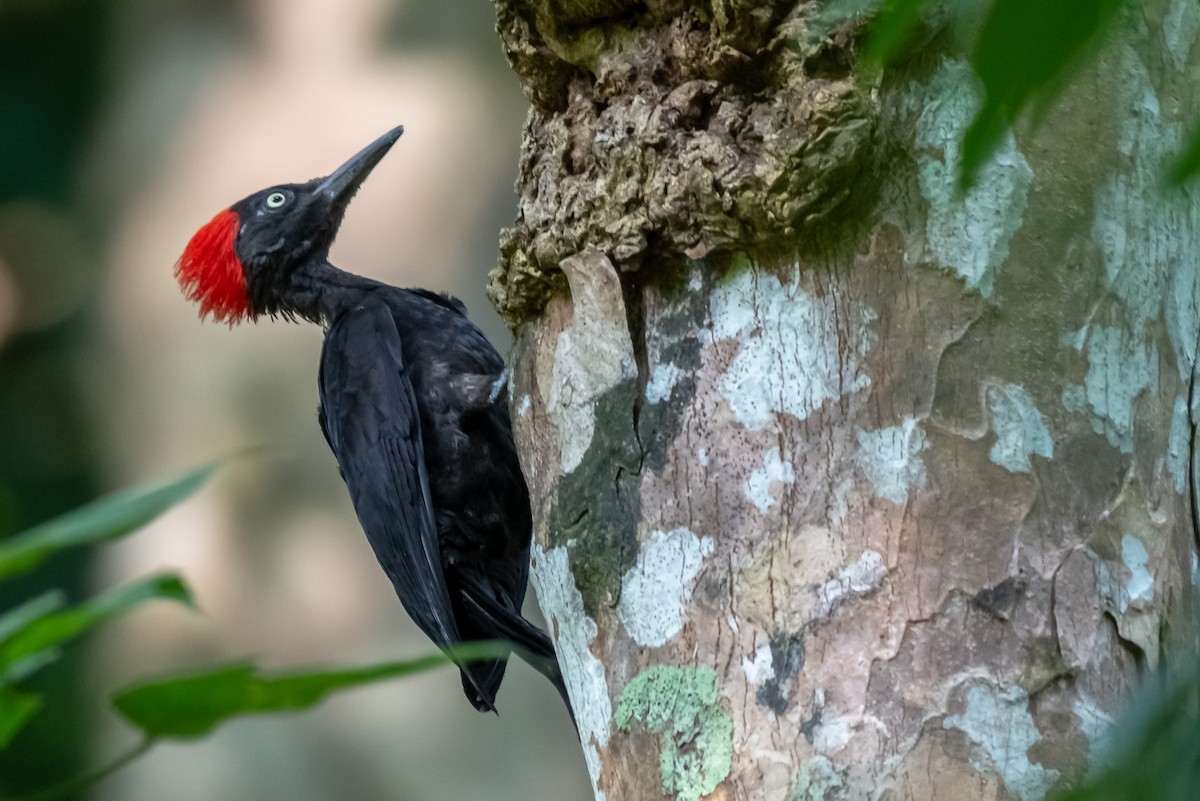 Andaman Woodpecker - ML136876701