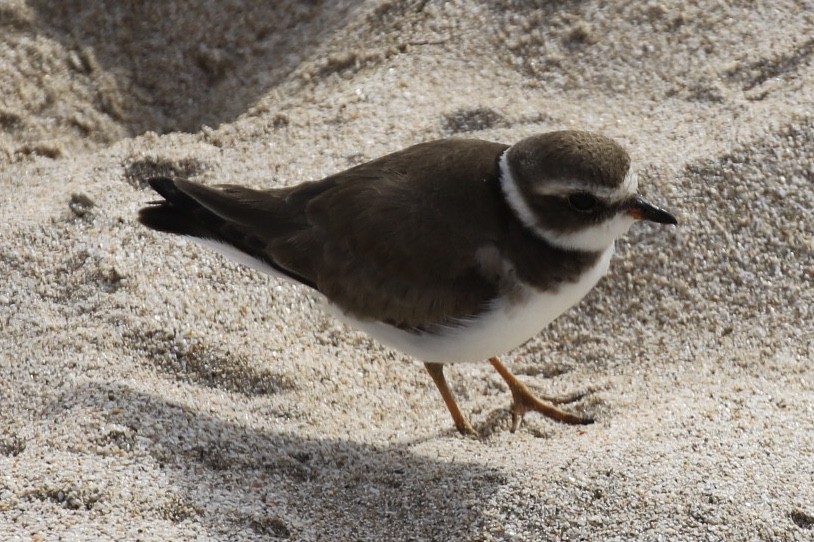 Semipalmated Plover - Arnold Skei