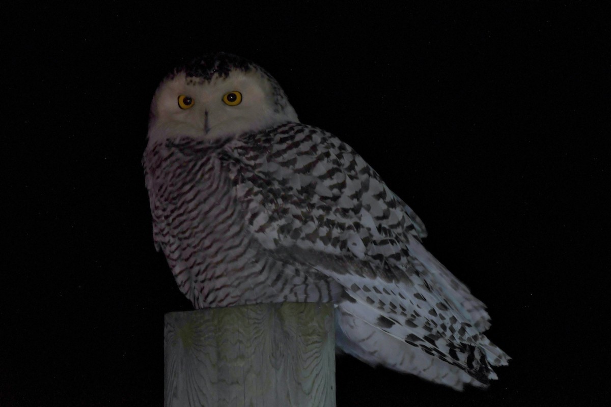 Snowy Owl - Jeremy Bensette