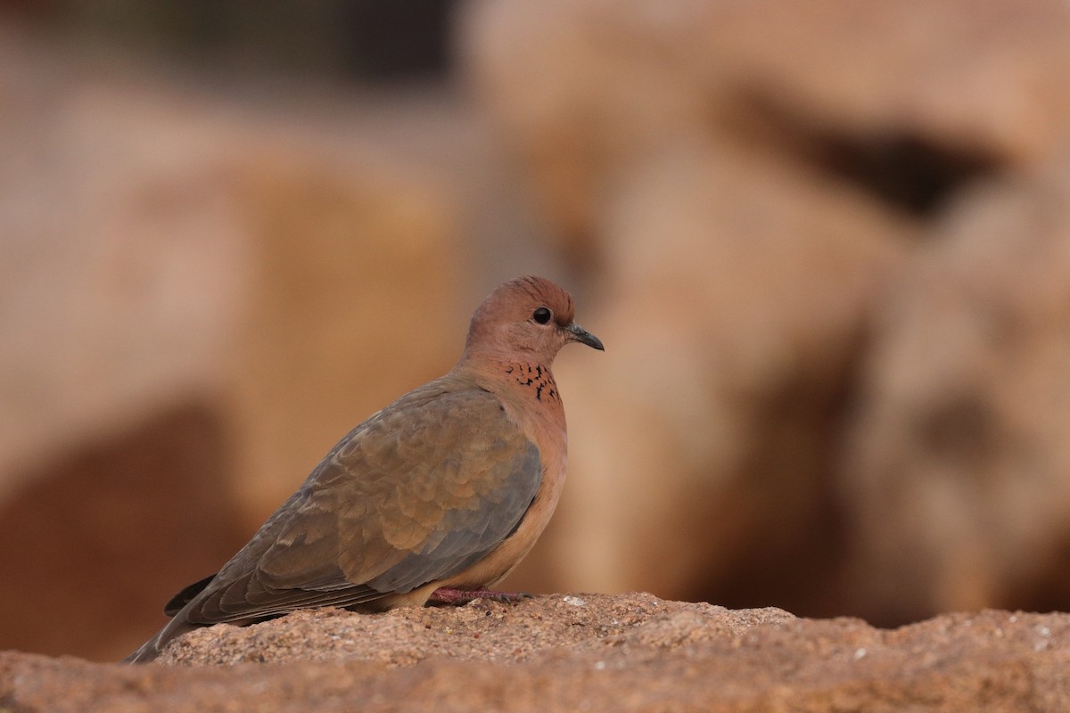 Laughing Dove - ML136879681