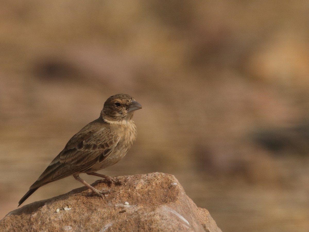 Ashy-crowned Sparrow-Lark - Bhargavi U