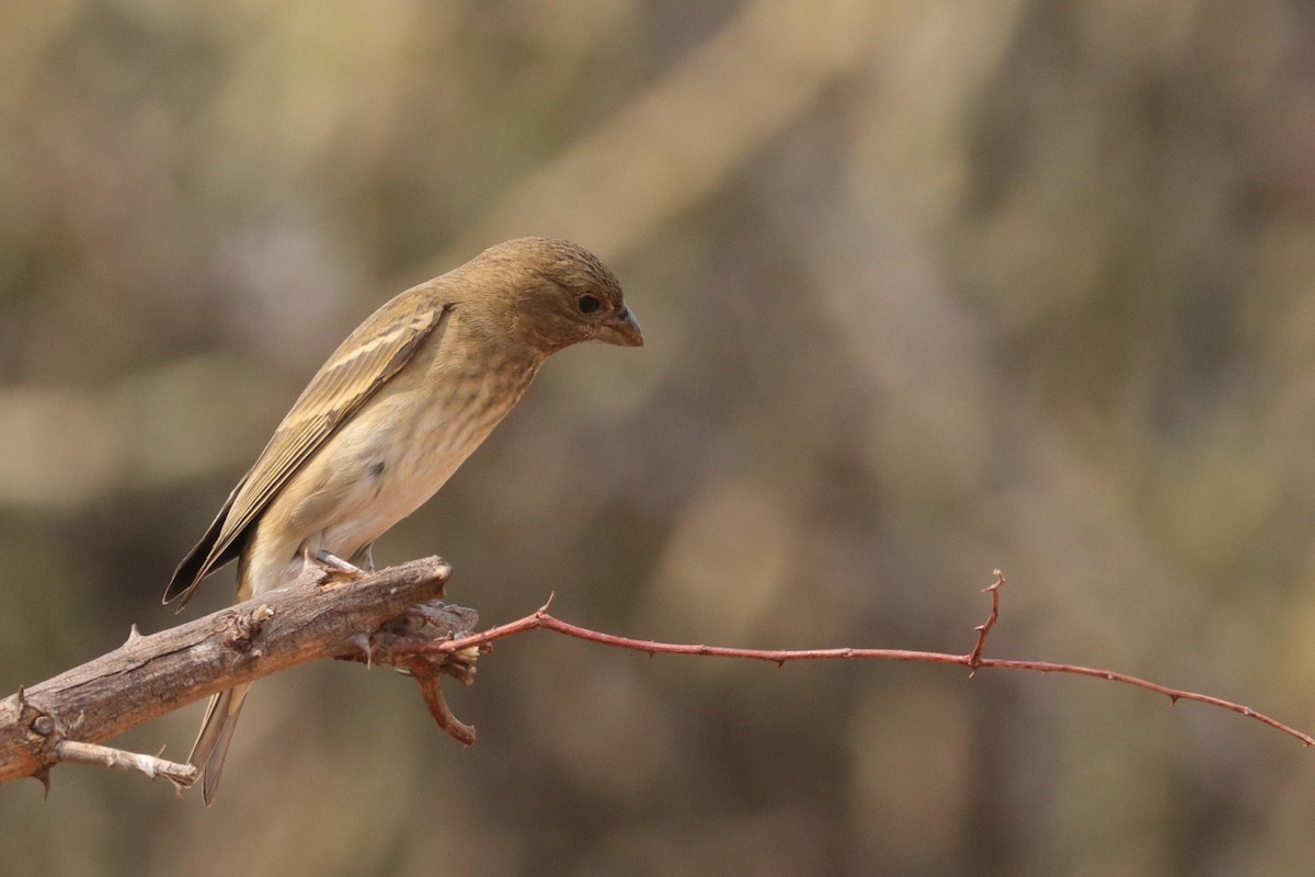 Yellow-throated Sparrow - Bhargavi U