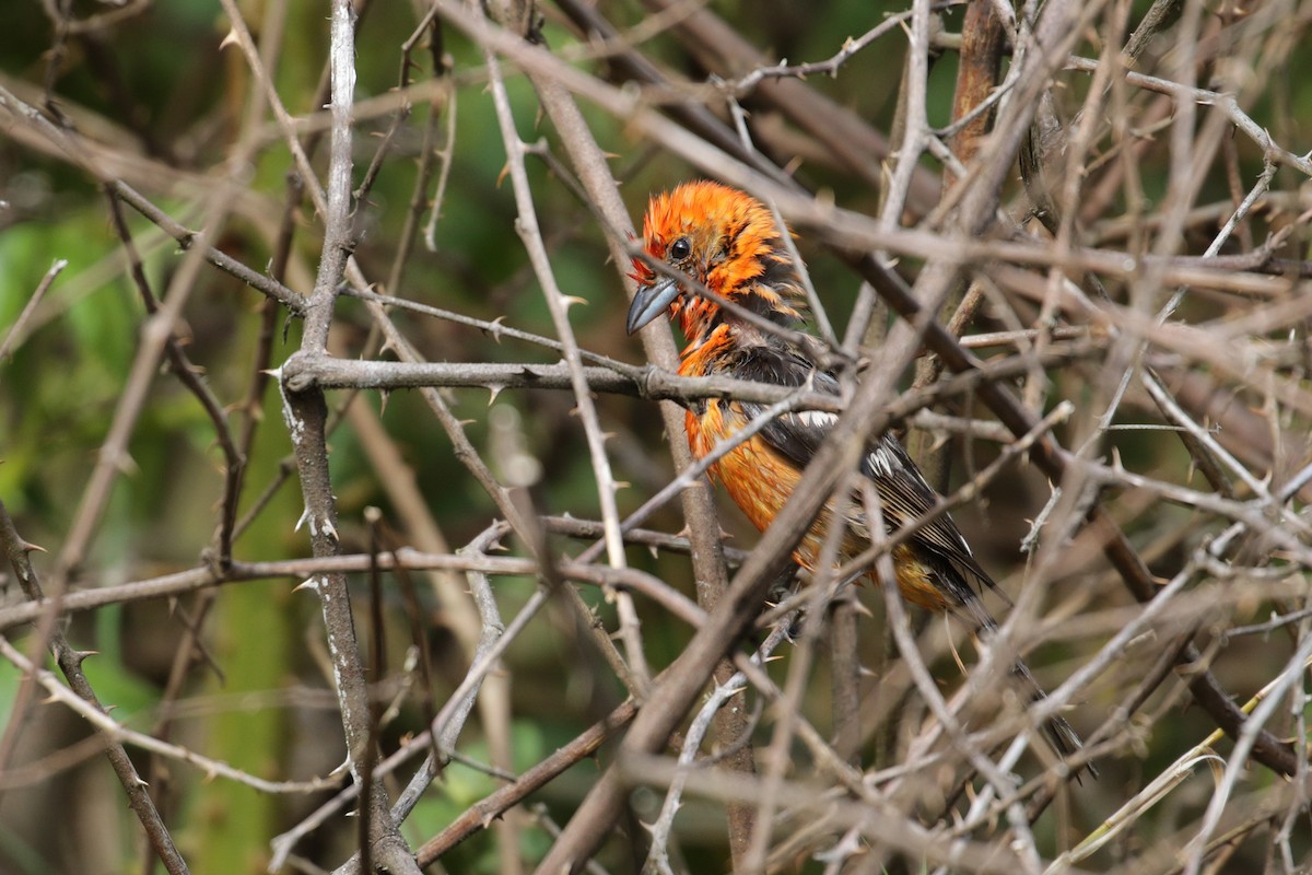 Flame-colored Tanager - ML136881681