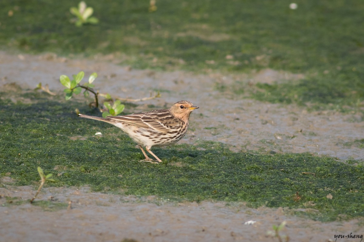 Red-throated Pipit - You-Sheng Lin
