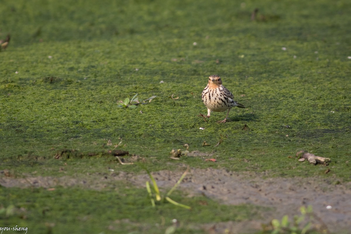 Red-throated Pipit - You-Sheng Lin