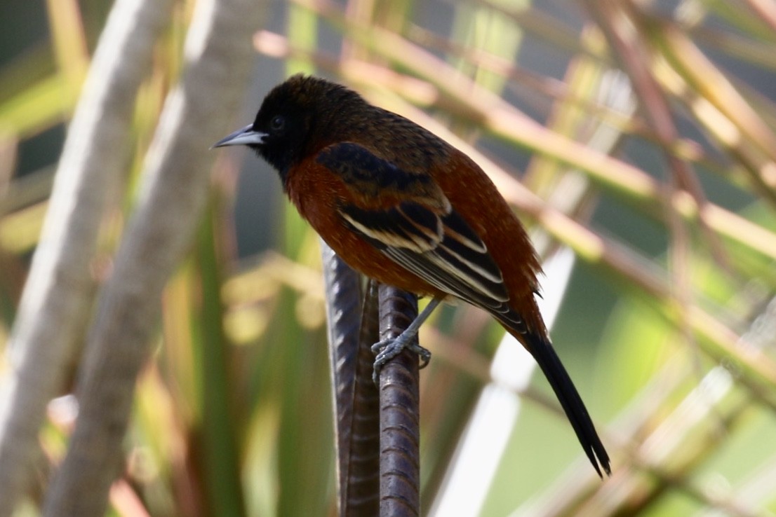 Orchard Oriole - ML136882331