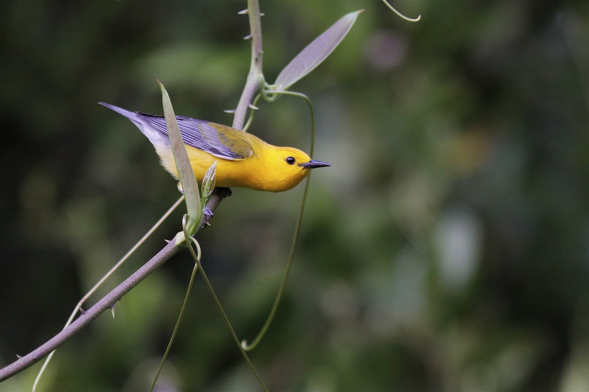 Prothonotary Warbler - Michael O'Brien