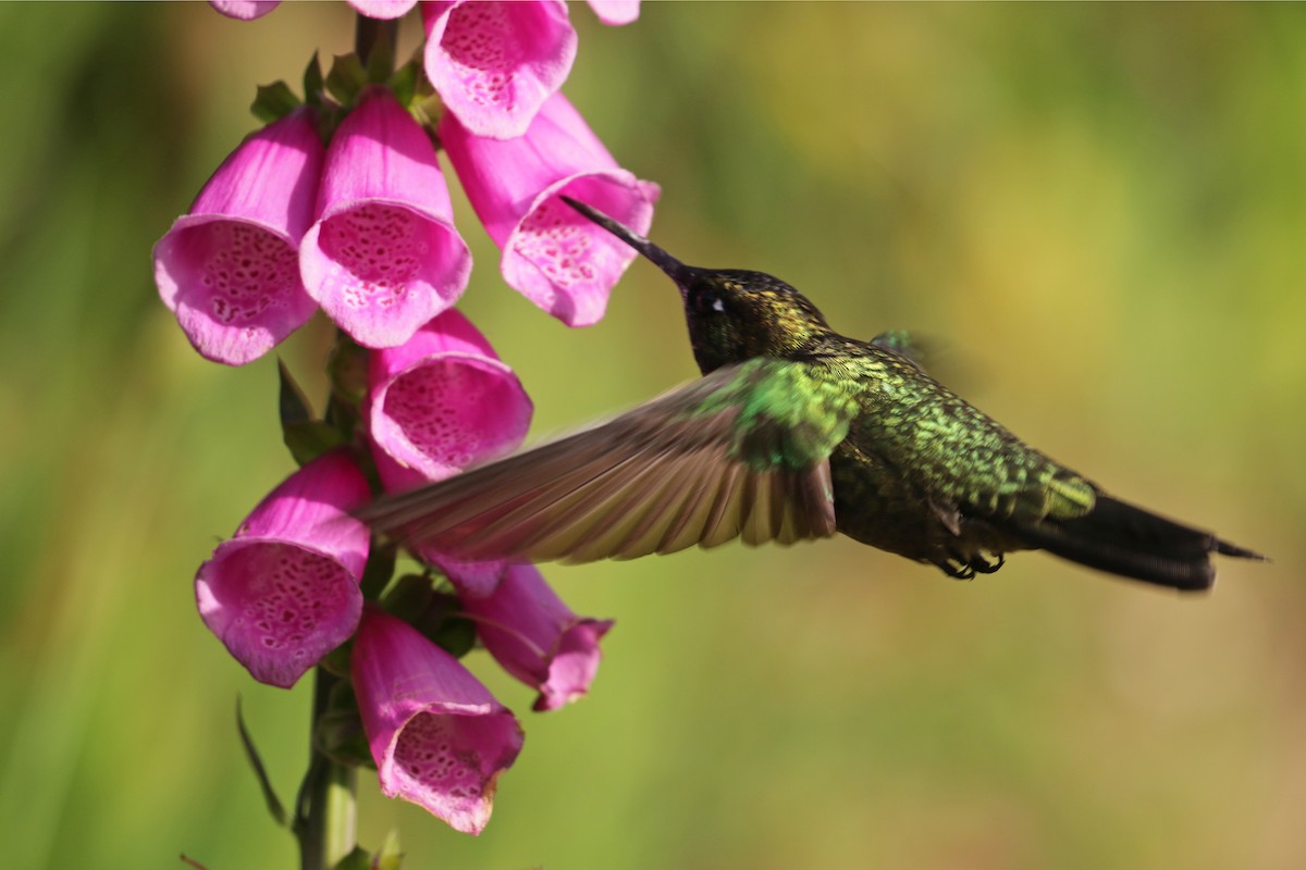 Talamanca Hummingbird - ML136882761