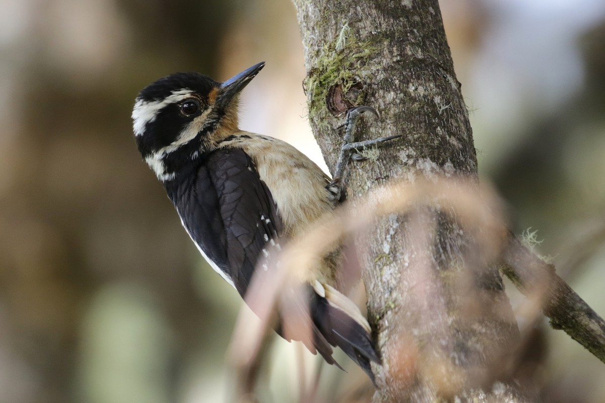 Hairy Woodpecker (Costa Rican) - ML136882901