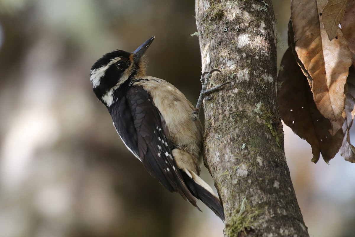 Hairy Woodpecker (Costa Rican) - ML136882911