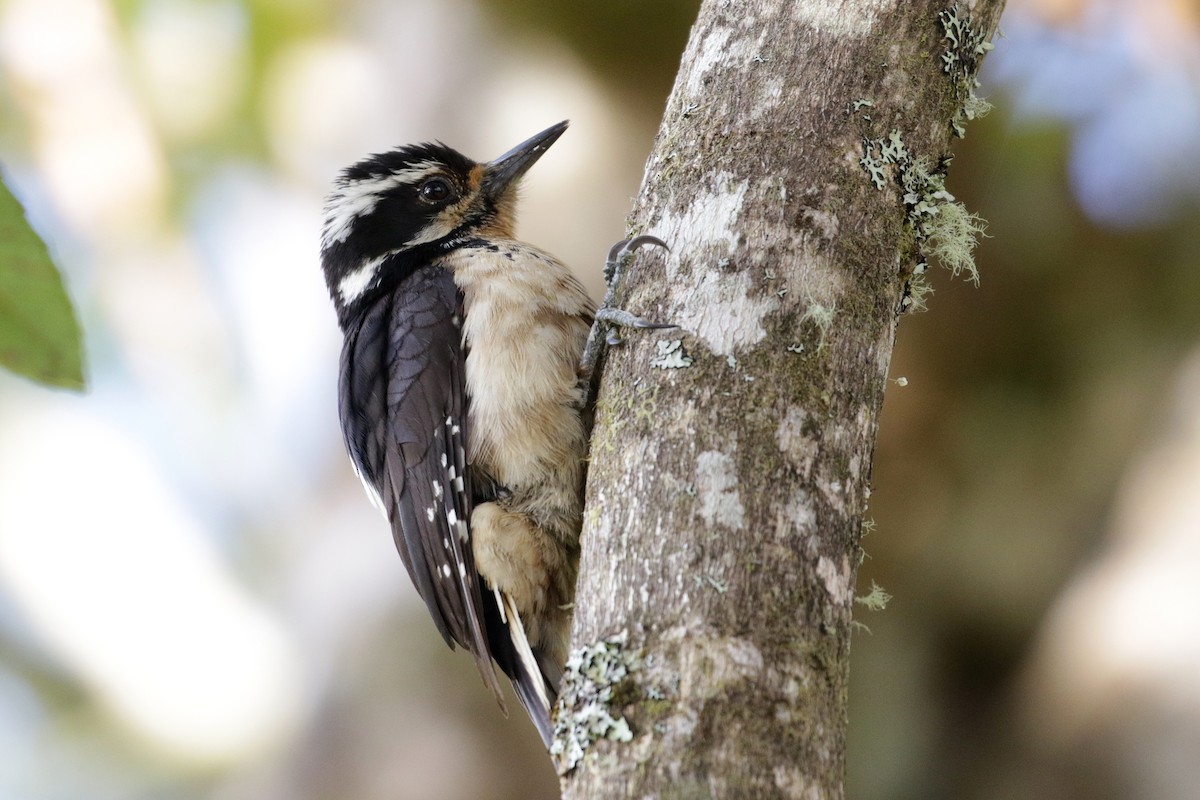 Hairy Woodpecker (Costa Rican) - Cameron Eckert