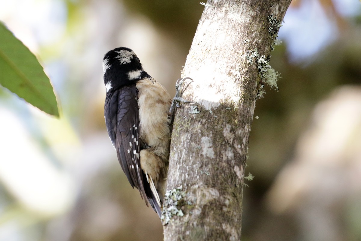 Hairy Woodpecker (Costa Rican) - ML136882941