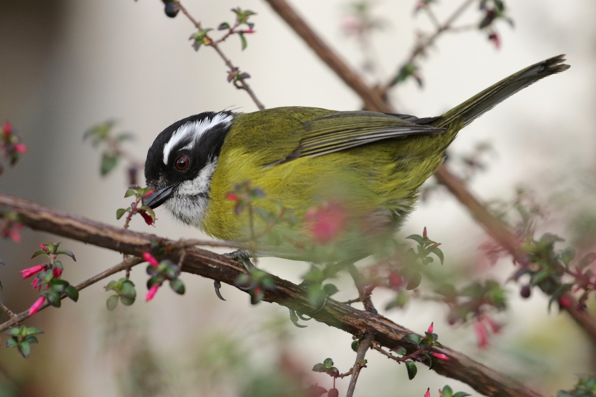 Sooty-capped Chlorospingus - ML136883071