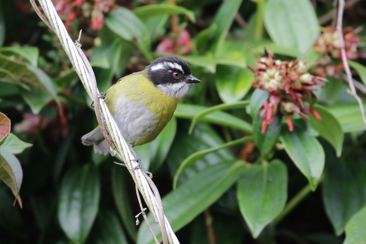 Sooty-capped Chlorospingus - ML136883081