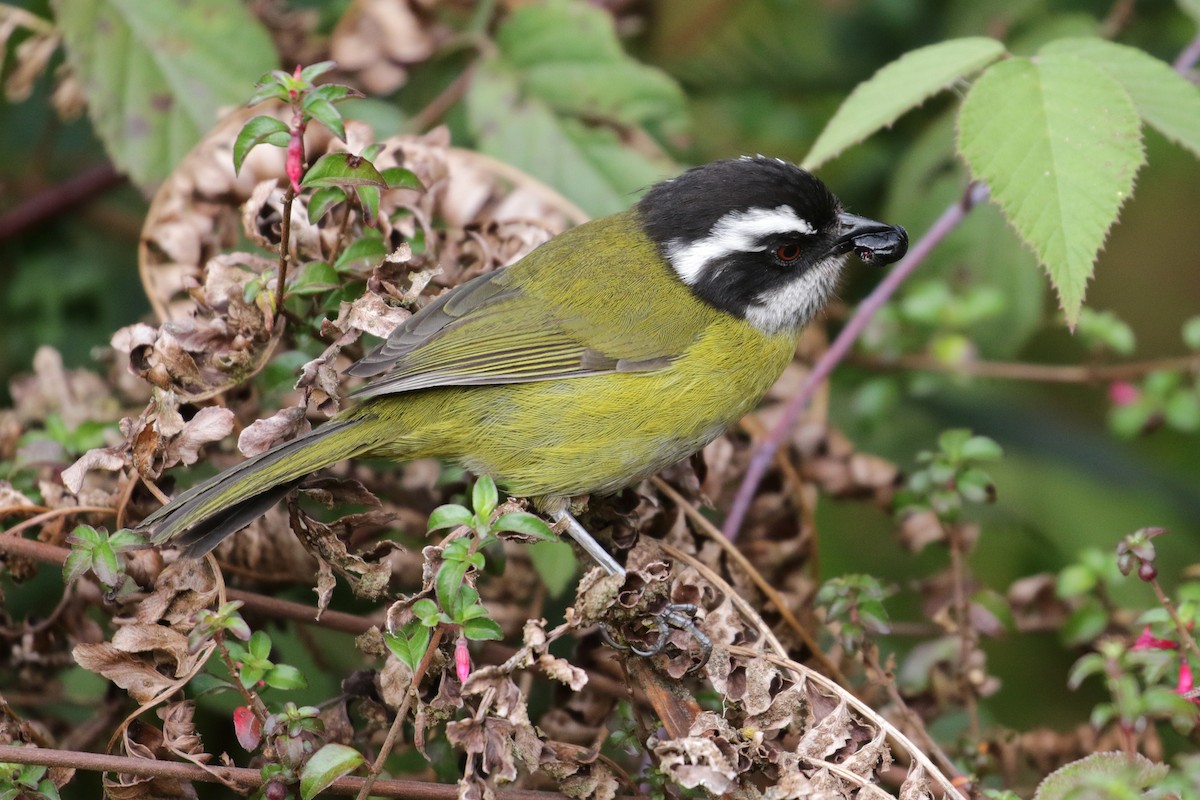 Sooty-capped Chlorospingus - ML136883091