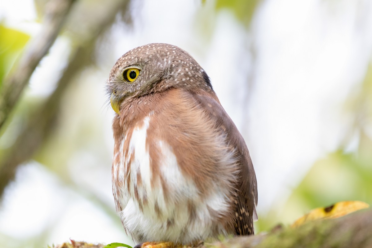 Central American Pygmy-Owl - kenneth reyes