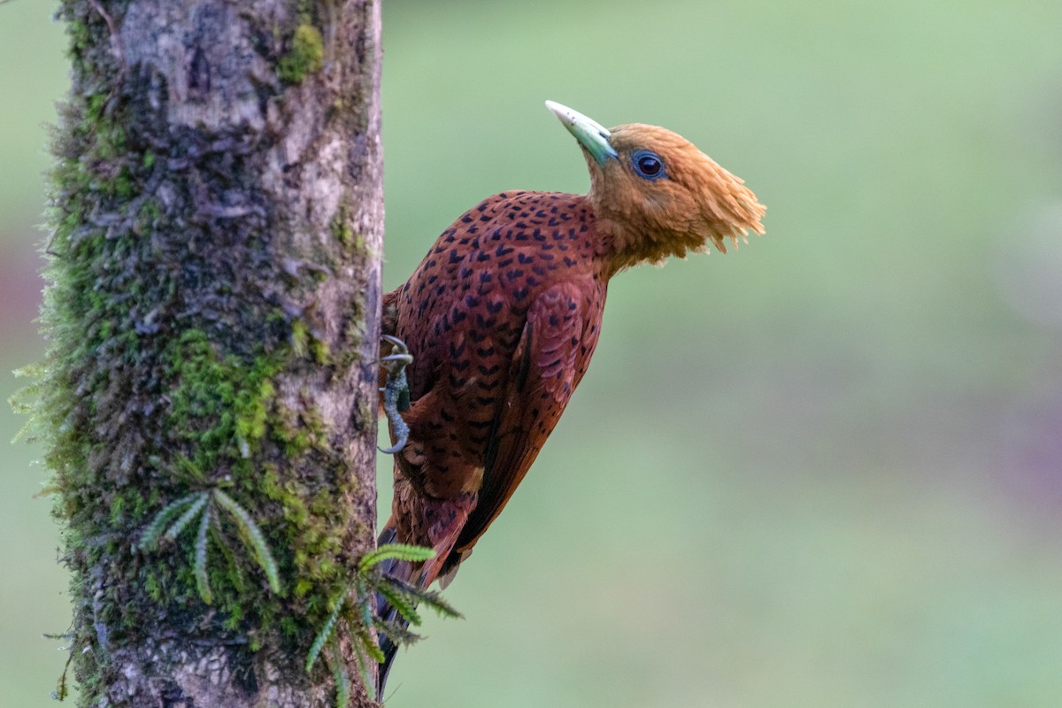 Chestnut-colored Woodpecker - ML136884761