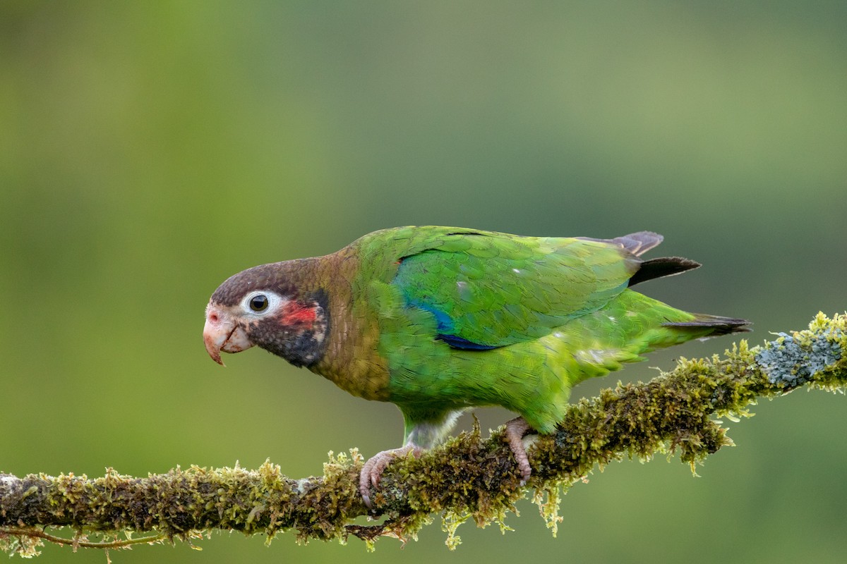 Brown-hooded Parrot - kenneth reyes