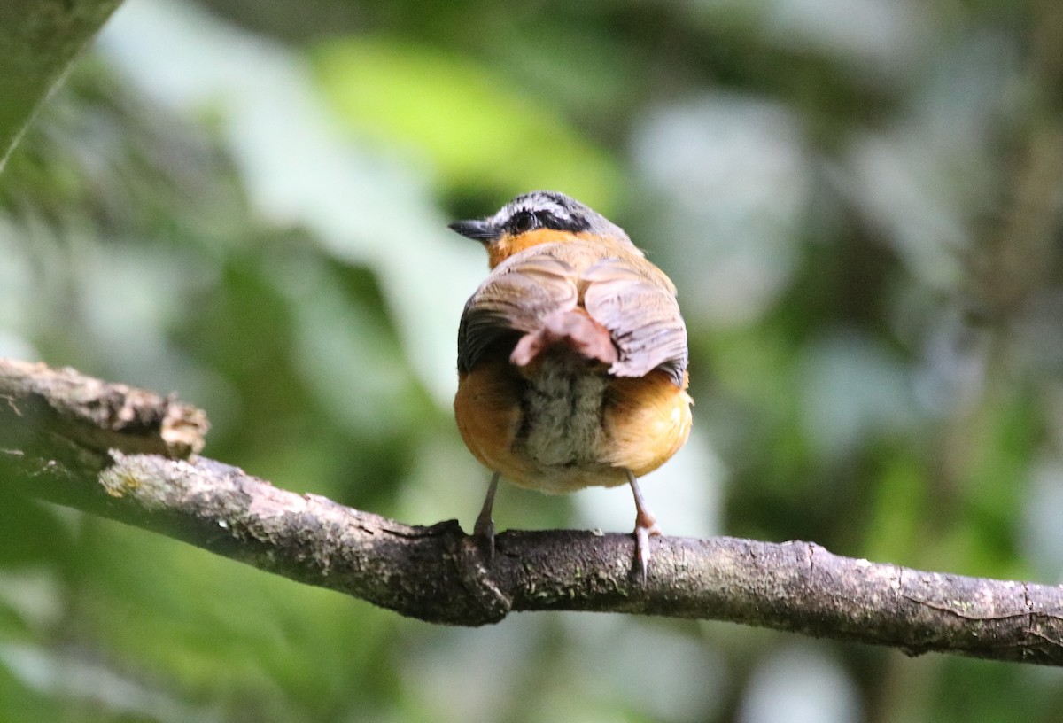 Gray-winged Robin-Chat - ML136884991