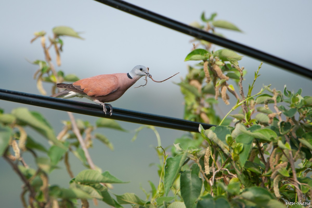 Red Collared-Dove - You-Sheng Lin