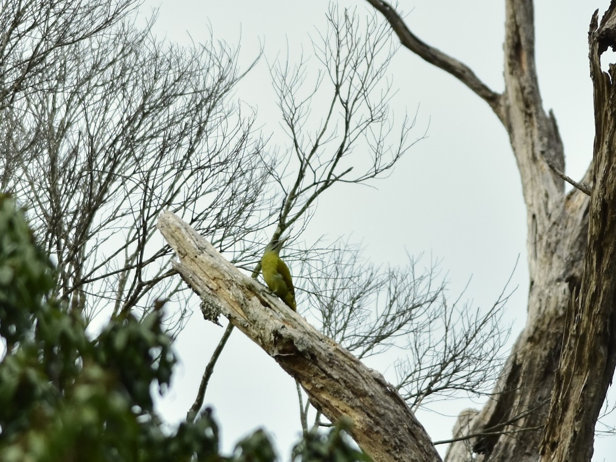 Gray-headed Woodpecker (Black-naped) - Pei-Tsen Liao
