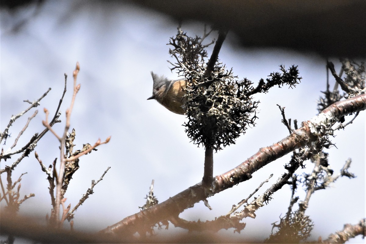 Gray-crested Tit - ML136886851