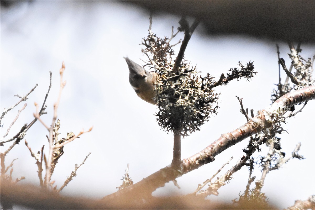 Gray-crested Tit - ML136886871